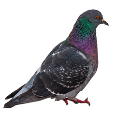 Blue rock pigeon isolated