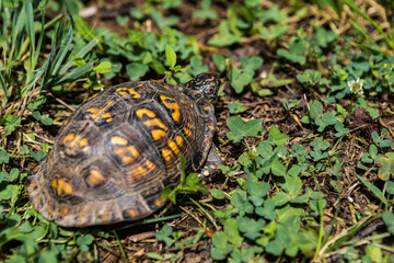 A turtle waking into woods in Tennessee