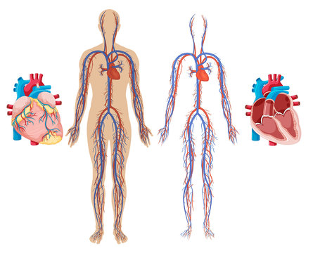 Human Heart and Cardiovascular System