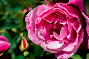 Wet pink rose in garden