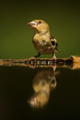 Hawfinch - Coccothraustes coccothraustes, beautiful colored perching bird from Old World forests.