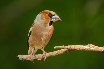 Hawfinch - Coccothraustes coccothraustes, beautiful colored perching bird from Old World forests.