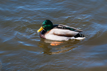 Male mallard duck