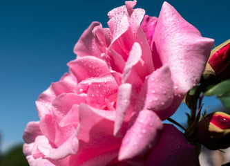 Close-up on a bright pink rose