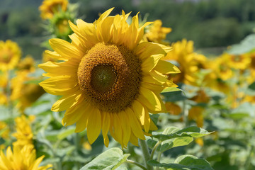 Naklejka premium Sonnenblume 