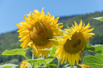 Sonnenblume isoliert auf blauem Himmel Hintergrund