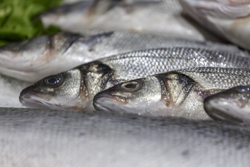 Fresh chilled sea bass lying on the ice. Fresh fish in the store