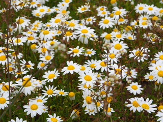 Fototapeta premium flowers