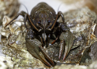 Fresh cancer in the store. Fresh cancer is on the ice.