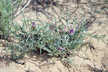 Цветы мангыстау