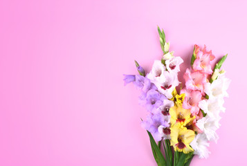 Fototapeta na wymiar Beautiful gladiolus flowers on trendy pink background.