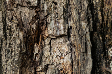 Scenics in Knoxville Tennessee