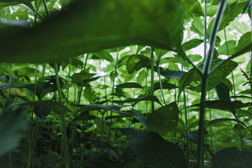 Scenics in Knoxville Tennessee