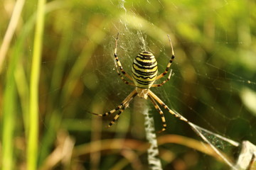 Zebraspinne