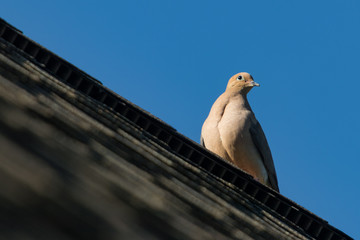 Birds in Knoxville Tennessee
