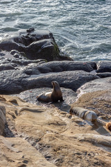 Seelions in San Diego