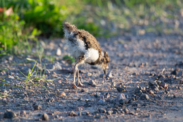 Northern lapwing