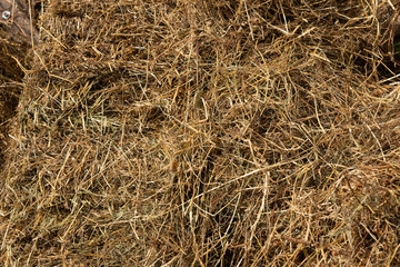 Hay grass