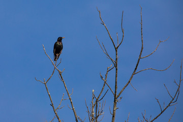 Scenics in Knoxville Tennessee