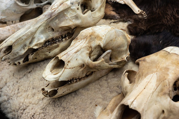 Animal skulls
