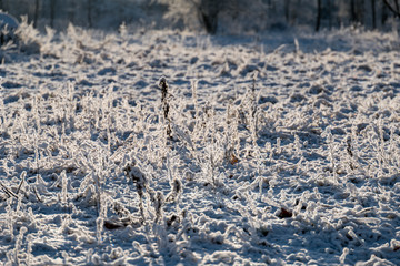 Winter landscape