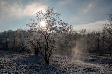 Obraz na płótnie Canvas Winter landscape