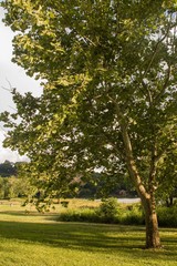 Fototapeta premium Scenics in Knoxville Tennessee