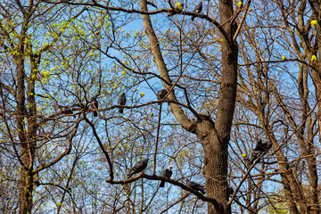 Pigeon birds sit on tree branches