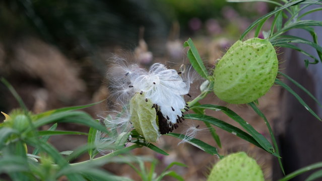 Gomphocarpus physocarpus ou faux cotonnier, La R&eacute;union 