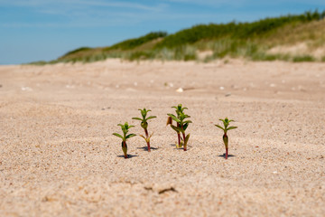 Beach landscape