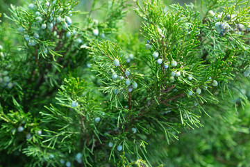 Thuja tree soft needles