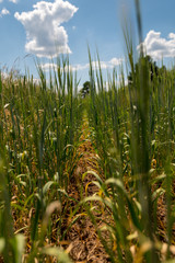 Fototapeta premium Corns