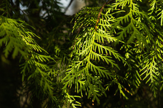 Green thuja tree foliage