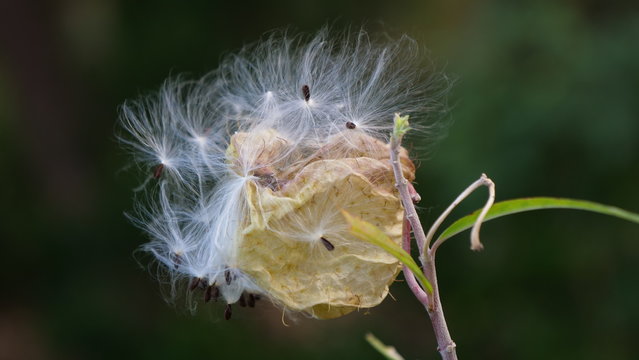 Gomphocarpus physocarpus ou faux cotonnier, La R&eacute;union 