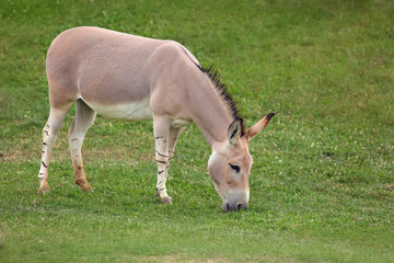 Naklejka na ściany i meble The Somali wild ass (Equus africanus somaliensis) grazing on a green meadow.
