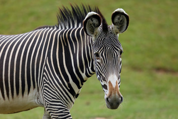 The Grévy's zebra (Equus grevyi), also known as the imperial zebra, portrait with green background.