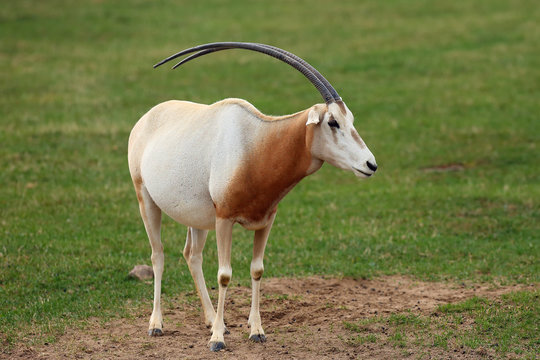 The scimitar oryx or scimitar-horned oryx (Oryx dammah), also the Sahara oryx grazing on a green meadow.