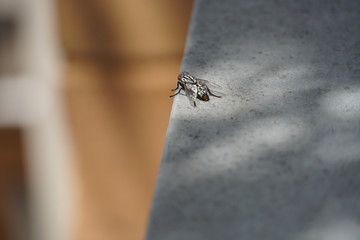 fly on ledge