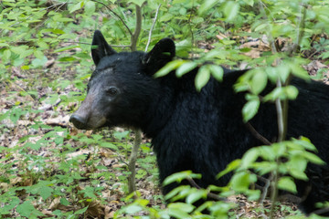 A black bear resting in Great Smoky Mountains National Park