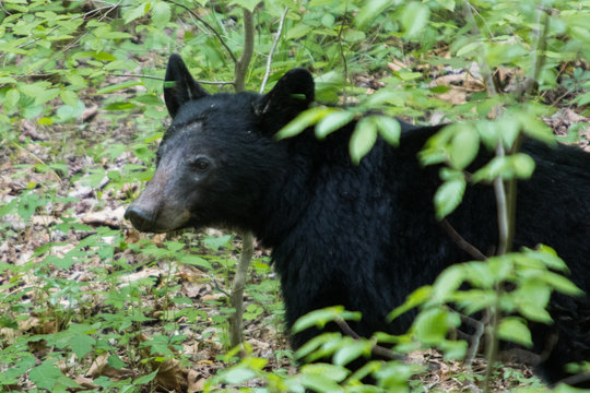 A Black Bear Resting In Great Smoky Mountains National Park