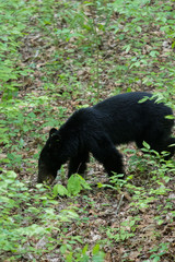 Obraz na płótnie Canvas A black bear resting in Great Smoky Mountains National Park