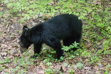 A black bear resting in Great Smoky Mountains National Park