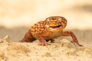 Beautiful gecko on sand and stone. Very cute animal. Isolated, hot day, sun, dry. Gorgeous eyes, very positive expression. Smiley face, nice colors, orange and brown. Amazing eyes, almost unreal.
