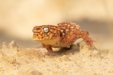 Beautiful gecko on sand and stone. Very cute animal. Isolated, hot day, sun, dry. Gorgeous eyes, very positive expression. Smiley face, nice colors, orange and brown. Amazing eyes, almost unreal.