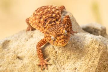 Beautiful gecko on sand and stone. Very cute animal. Isolated, hot day, sun, dry. Gorgeous eyes, very positive expression. Smiley face, nice colors, orange and brown. Amazing eyes, almost unreal.