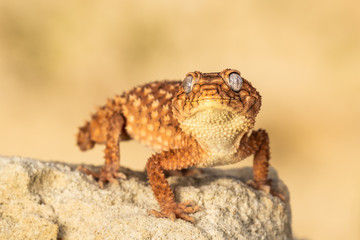Beautiful gecko on sand and stone. Very cute animal. Isolated, hot day, sun, dry. Gorgeous eyes, very positive expression. Smiley face, nice colors, orange and brown. Amazing eyes, almost unreal.