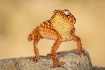 Beautiful gecko on sand and stone. Very cute animal. Isolated, hot day, sun, dry. Gorgeous eyes, very positive expression. Smiley face, nice colors, orange and brown. Amazing eyes, almost unreal.