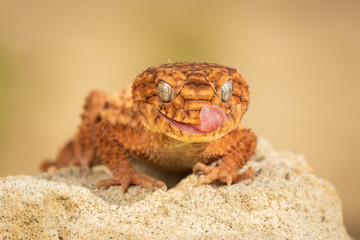 Beautiful gecko on sand and stone. Very cute animal. Isolated, hot day, sun, dry. Gorgeous eyes, very positive expression. Smiley face, nice colors, orange and brown. Amazing eyes, almost unreal.