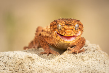 Beautiful gecko on sand and stone. Very cute animal. Isolated, hot day, sun, dry. Gorgeous eyes, very positive expression. Smiley face, nice colors, orange and brown. Amazing eyes, almost unreal.
