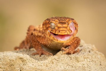 Beautiful gecko on sand and stone. Very cute animal. Isolated, hot day, sun, dry. Gorgeous eyes, very positive expression. Smiley face, nice colors, orange and brown. Amazing eyes, almost unreal.